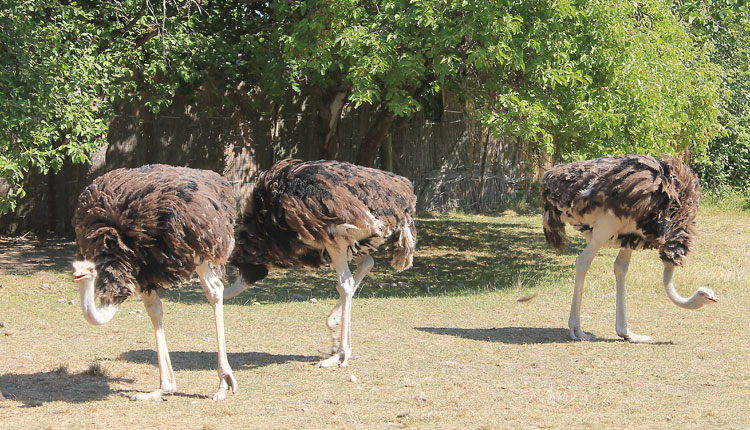 Muhu Jaanalinnufarm Saaremaa